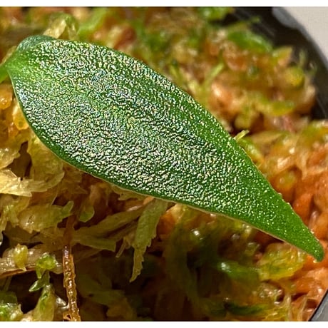 Homalomena sp. "蛟" from Sumatera Utara [LA0318-02]