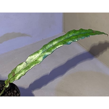 Bolbitis sinuosa from Philippines