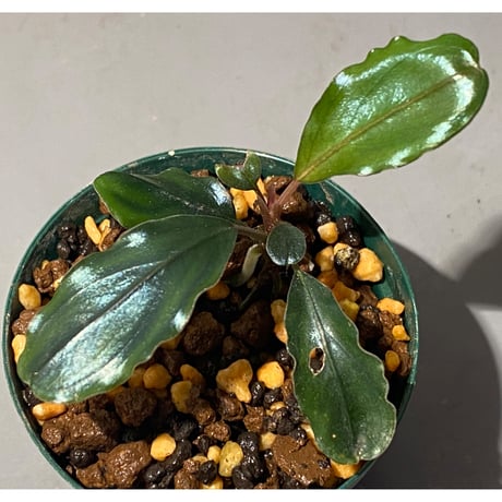 Bucephalandra sp. "Metallic dark purple"
