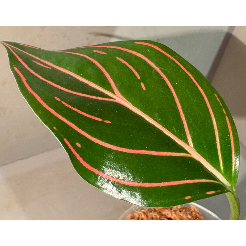 dracaena tornado care TORNADO' DRACAENA – Wild Thing Botanicals