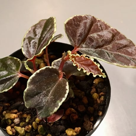 Begonia darthvaderiana from Sarawak