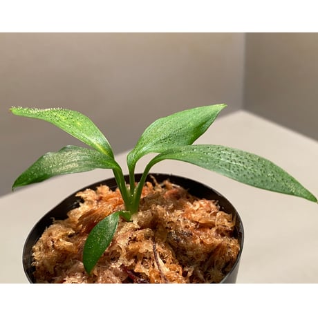 Homalomena hasei "狐尾" from Aceh sumatera [LA0616-04]