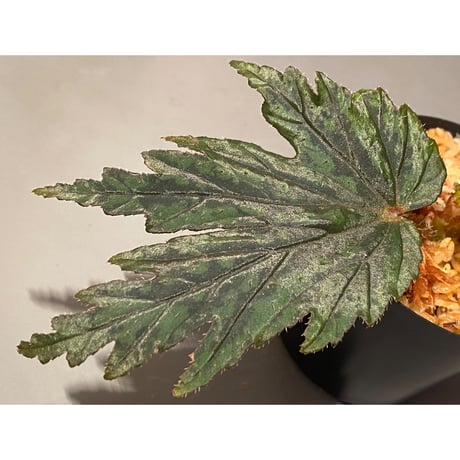 Begonia cv. Jaggy [LA0314-00-f1]