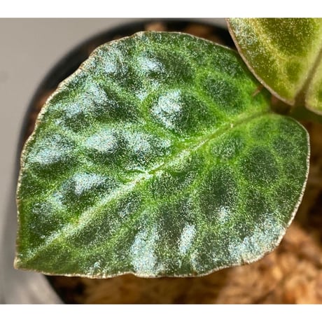 Ardisia sp. "Turtle Back"