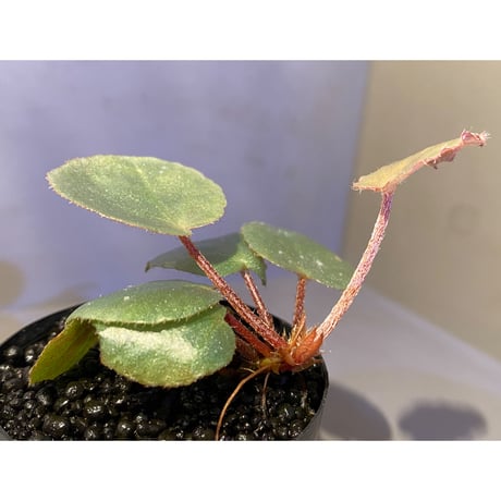 Begonia sp. f1 from Sumatera [NT ORCHID]