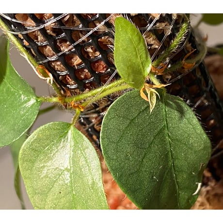 Ficus sp. from Murung raya [LA0515-05]