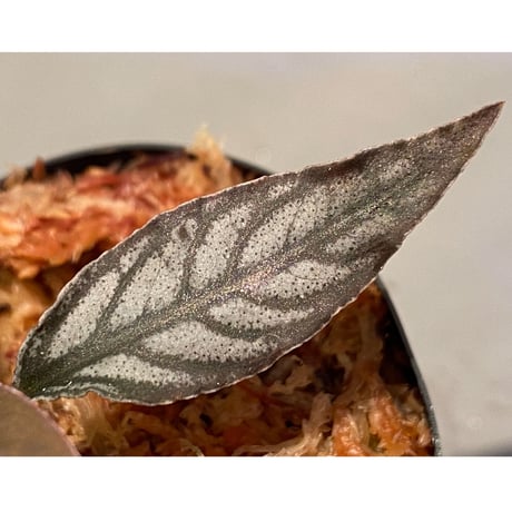 Ardisia sp. from Aceh sumatera [LA]