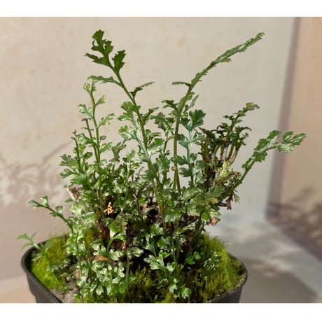 Bolbitis heteroclita cuspidata