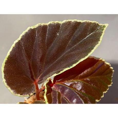 Begonia darthvaderiana