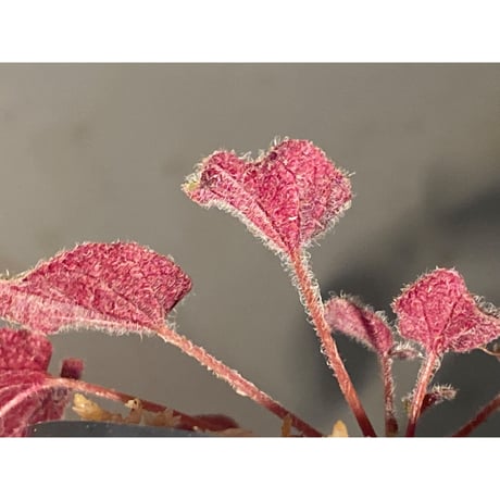 Sonerila dongnathamensis [LA]