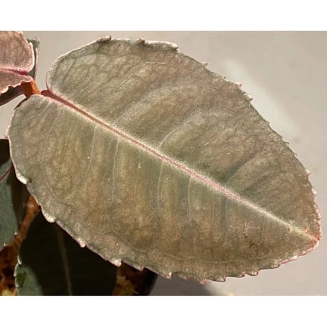 Labisia sp. from Malaysia [KN]