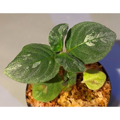Gymnostachyum sp. from Tigalingga [HW0219-02]