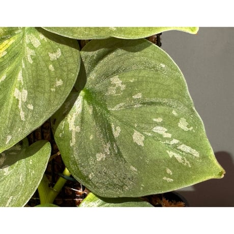 Philodendron sp. from Iquitos Peru [tanakay]