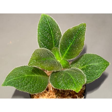 Cyrtandra splendens [LA0515-02]