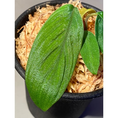 Homalomena plicata "Aceh selatan" Aceh Sumatra [TB]