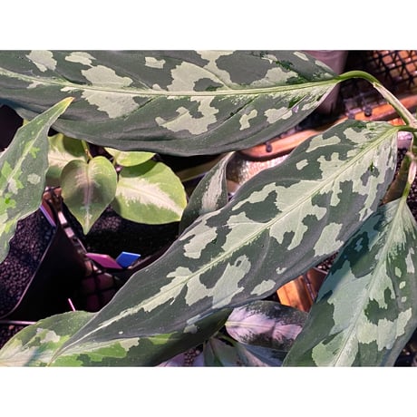 (大株) Aglaonema pictum A "しるば〜らいん" from Aceh sumatera [LA0216-03i]