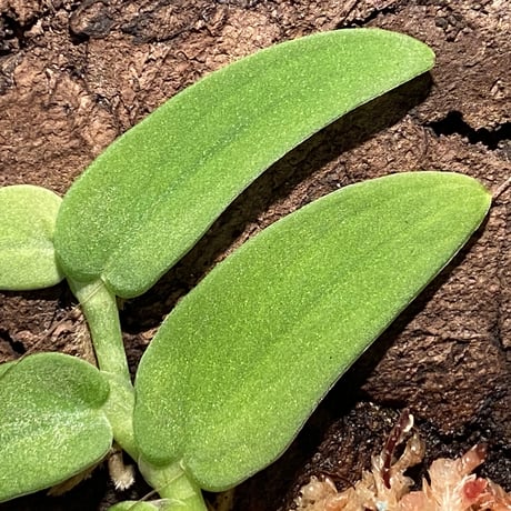Rhaphidophola sp. from Genting Highlands
