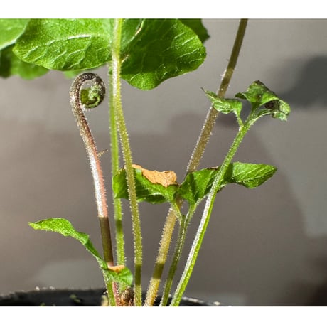 Bolbitis sp . from Tanintharyi (Tennasserim) North Malay Peninsula