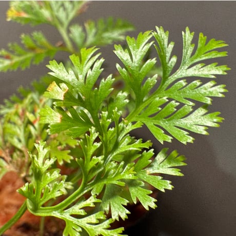 Davallia cf. parvula from Sanggau West Kalimantan