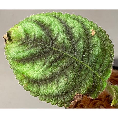 Kohleria inaequalis from Ecuador