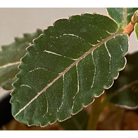 Labisia sp. from Riau Sumatera
