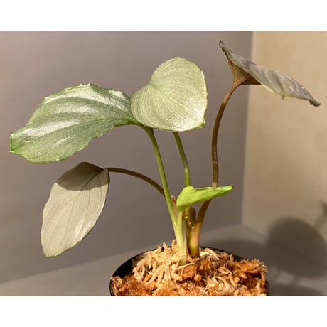 Homalomena sp. "赤銀×？" from West Java wf1 [Import] KZT