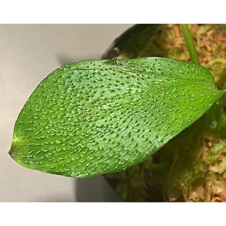 Homalomena hasei "狐尾" from Aceh sumatera [LA0616-04]