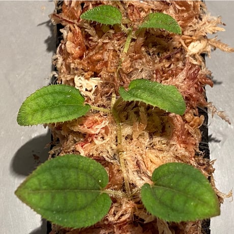Phyllagathis sp. Riau sumatera [LA1119-02]
