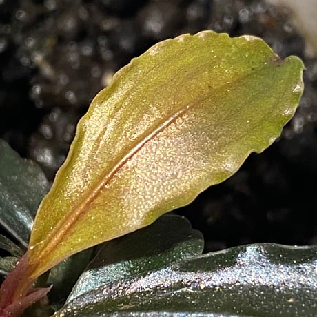 (４芽) Bucephalandra sp. "Batang kawa" 組織培養水上育成株