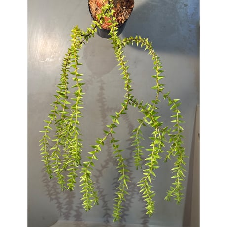 Phlegmariurus phlegmaria