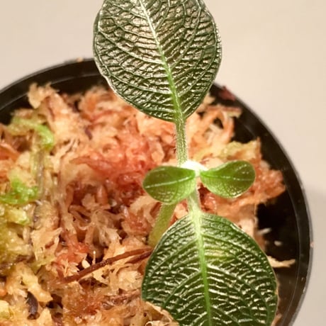 Ophiorrizha sp. from Sanggau Kalimantan