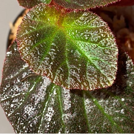 Begonia sp. from Manaus