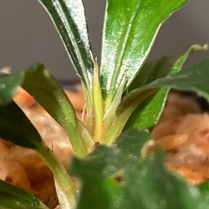 Bucephalandra motleyana 問屋便 | M・R・G・R
