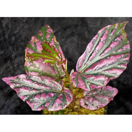 Begonia sp. "Crazy pink" from Lampung sumatera [LA1118-03]