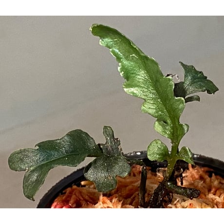 Bolbitis sinuosa from Philippines