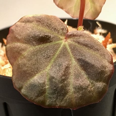 Begonia sp. from Sarawak