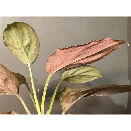 Homalomena sp. from Sarawak Borneo [KSB]