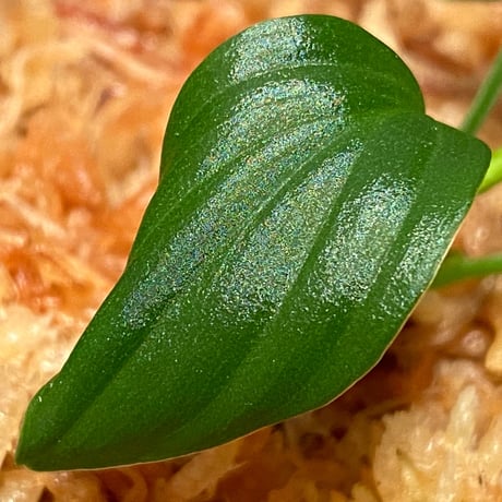 Homalomena sp. "Aceh selatan" Aceh Sumatra [TB]