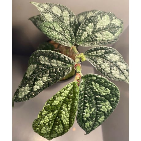 Elatostema sp. (Sri Lanka?)