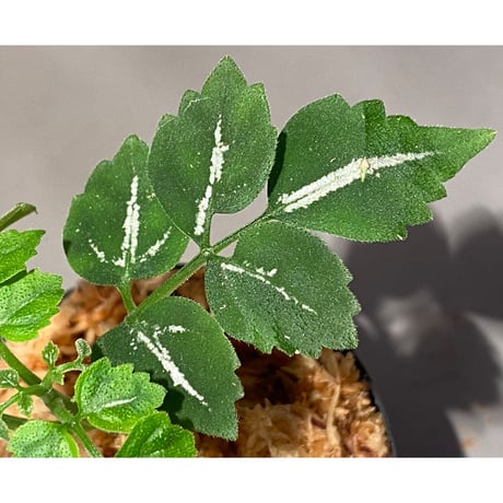Leea sp. "Green"