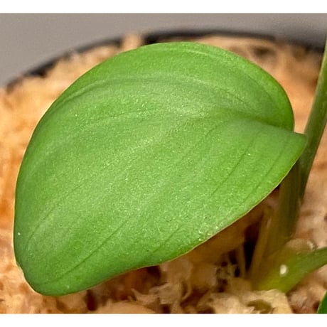 Homalomena sp. Aceh Silver from Aceh sumatera [LA0613-00]