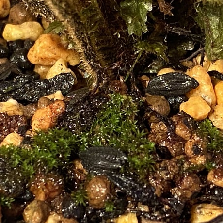 (大株) Trichomanes sp. from Iquitos Peru [tanakay]