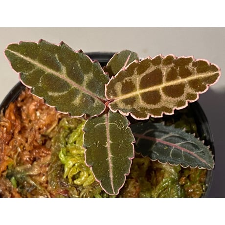 Labisia sp. from Riau sumatera [LA0815-01]