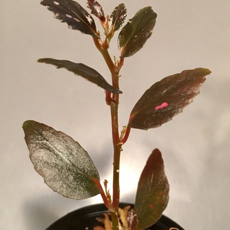 Begonia sp. from Julau [R1214-01b]