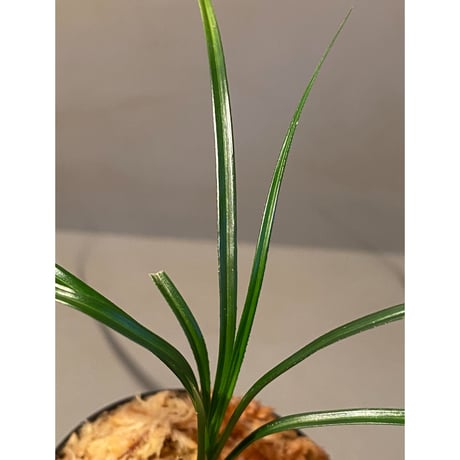 Mapania sp. from "Nanga pinoh" Melawi Kalimantan barat [TB]
