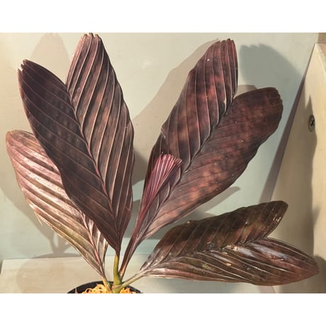Pinanga veitchii from Sanggau West Kalimantan