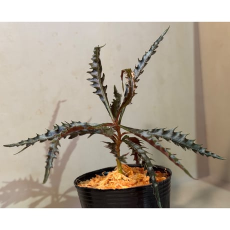 Labisia sp. from Jambi Sumatera ①