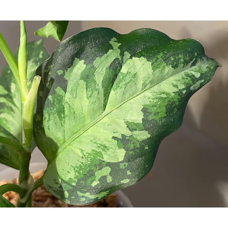 Aglaonema pictum " White-Devil" from Sumatera Barat [AZ0413-2]