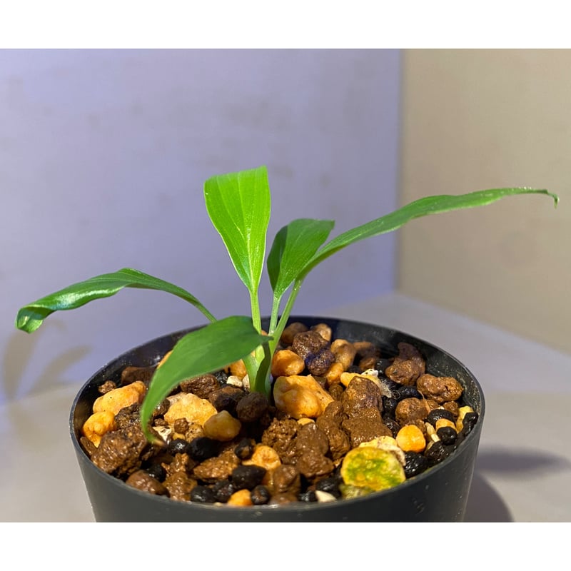 熱帯植物 Homalomena sp. Kalimantan Barat 小濡 熱帯植物 Homalomena