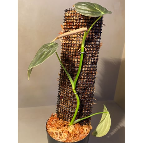Philodendron melanochrysum